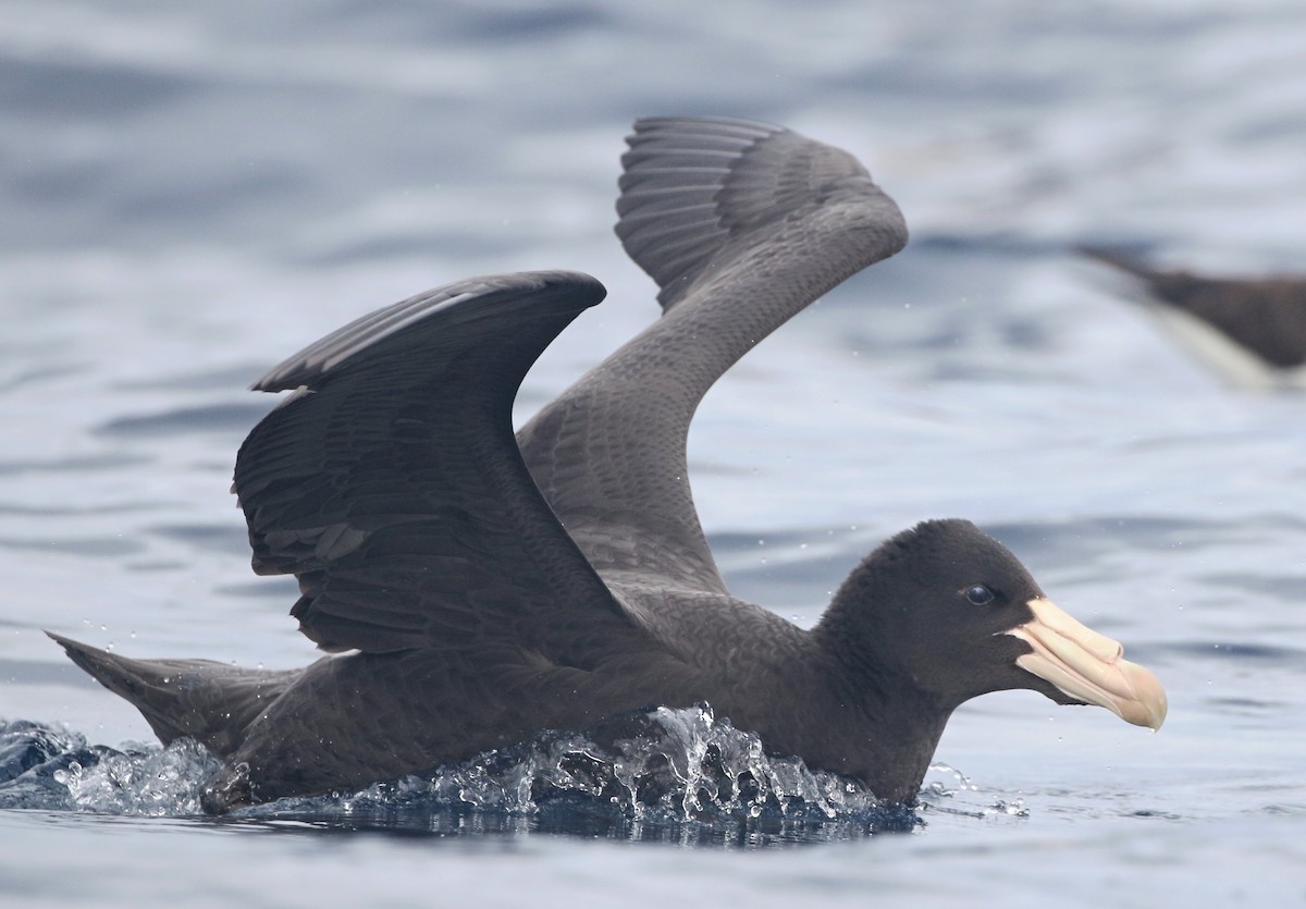 Northern Giant-Petrel - ML581010151