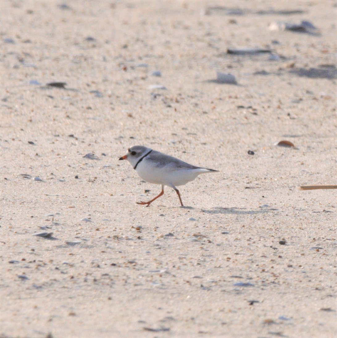 Piping Plover - ML581010371