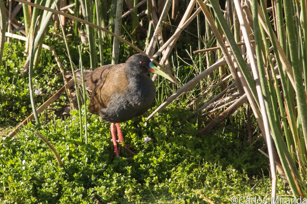 Plumbeous Rail - ML581011041