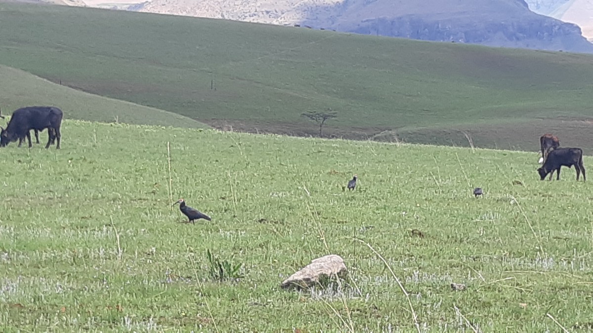 ibis jihoafrický - ML581011161