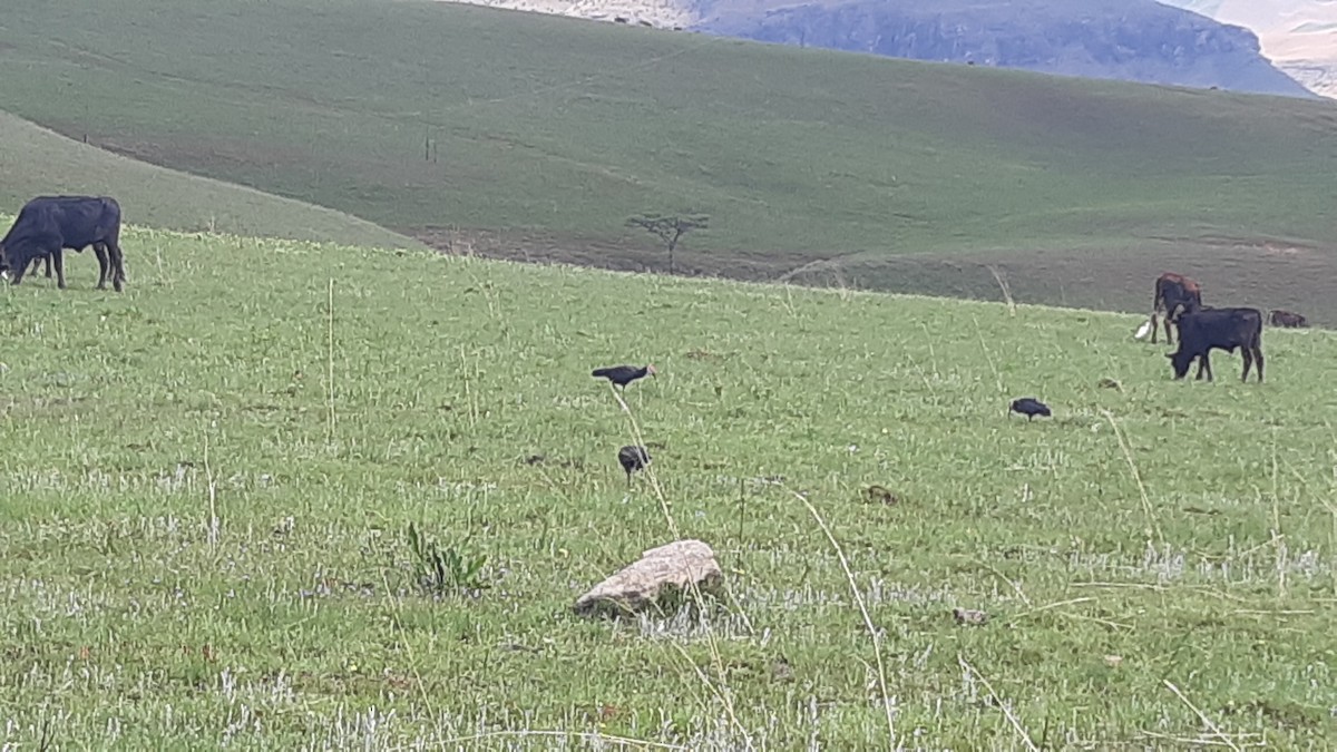 Southern Bald Ibis - Tarun Khumalo