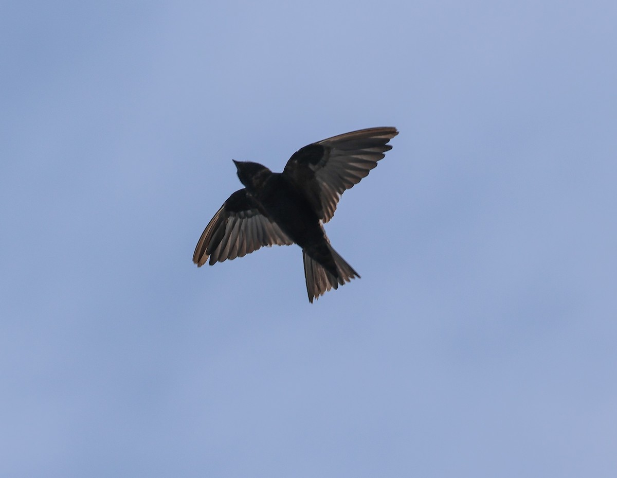 Golondrina de Galápagos - ML581013001