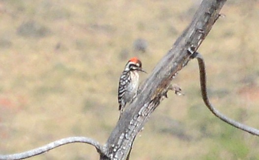 Ladder-backed Woodpecker - Bill Telfair