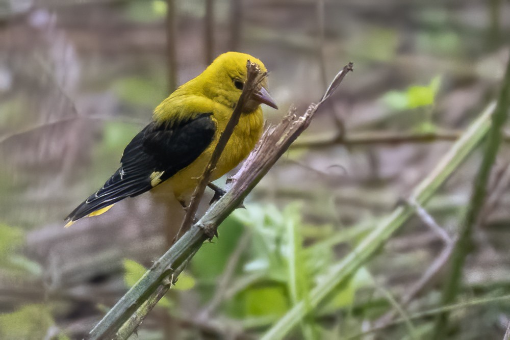 Eurasian Golden Oriole - Göktuğ  Güzelbey