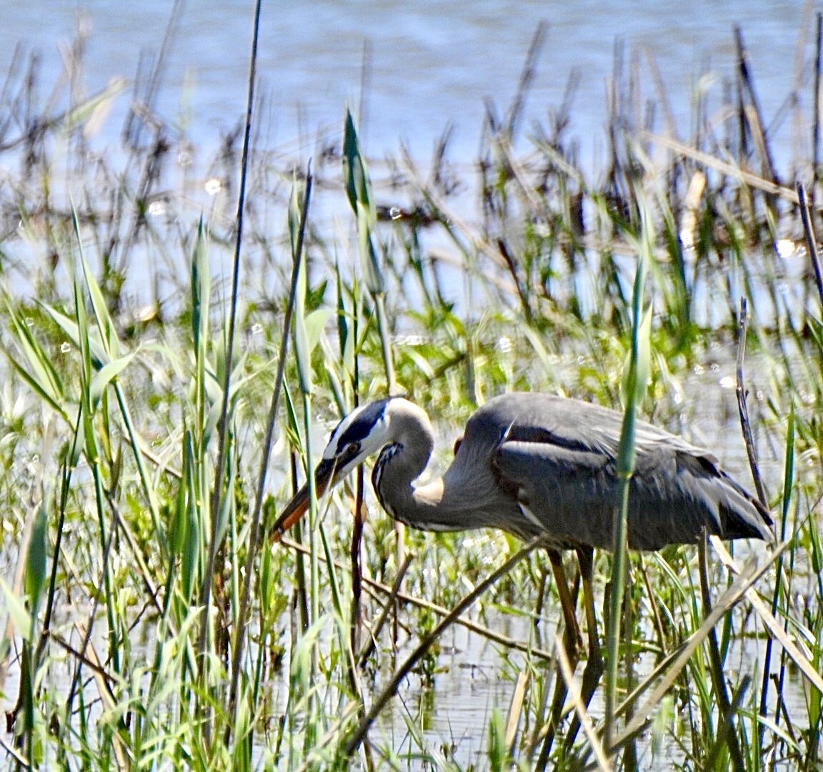 Garza Azulada - ML581014311