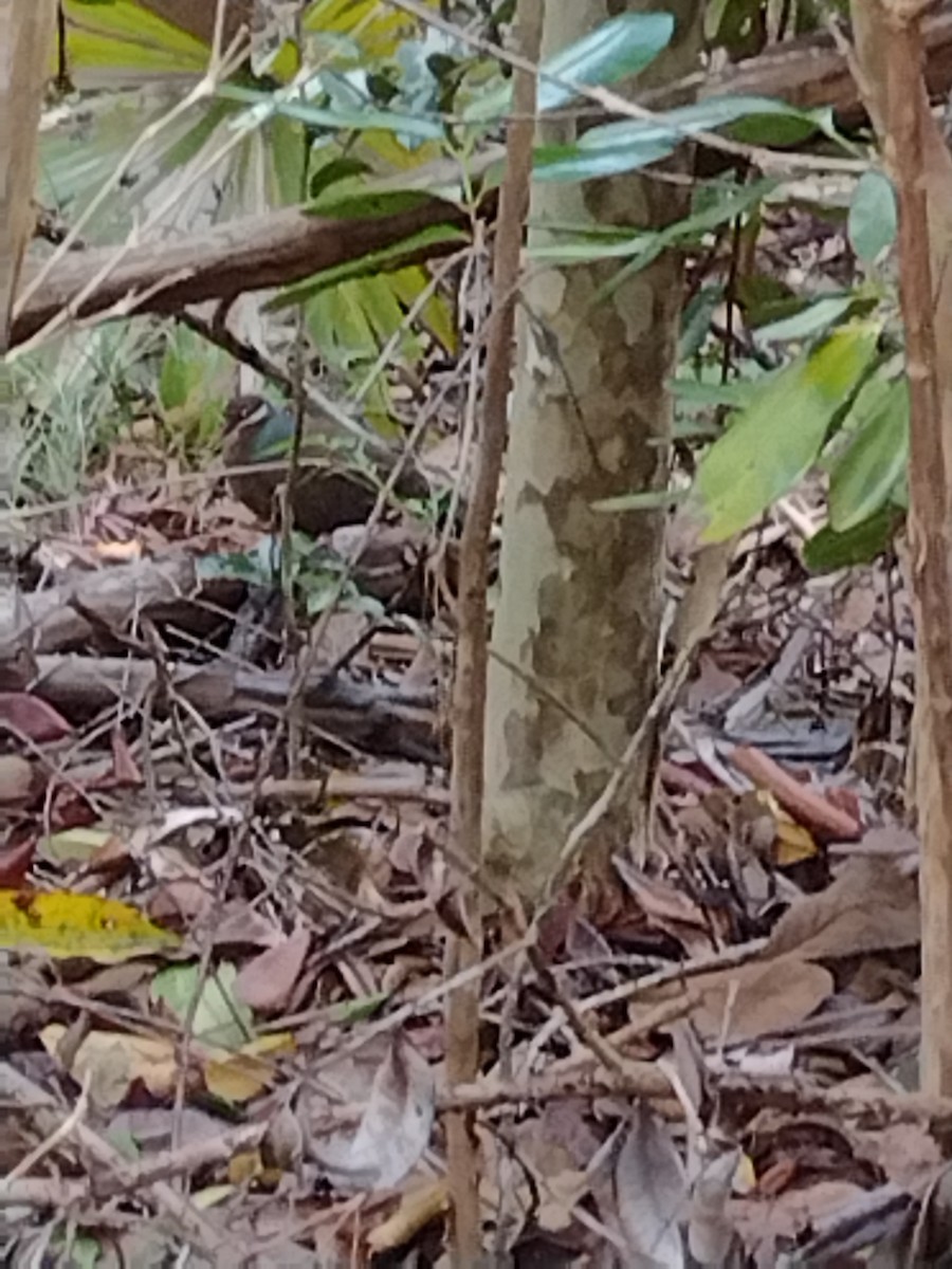 Bridled Quail-Dove - ML581014451