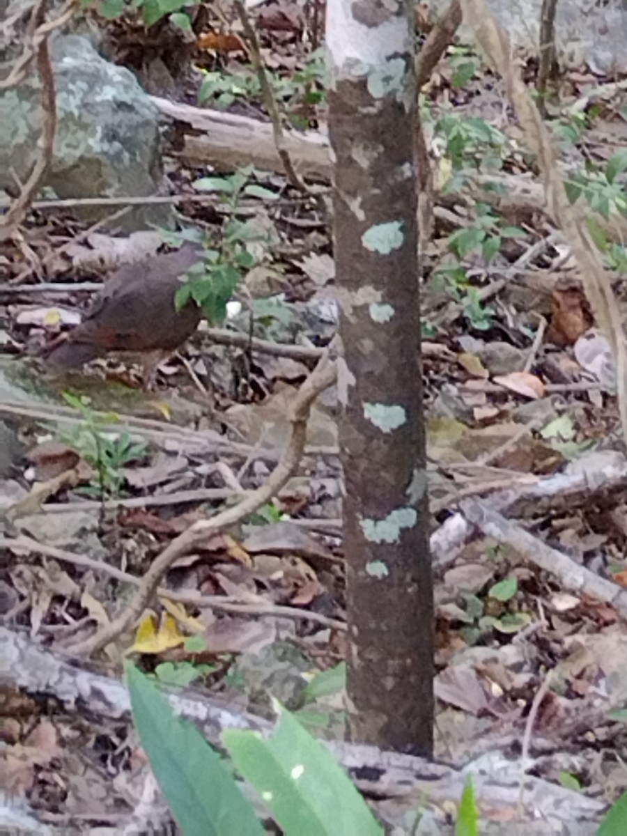 Bridled Quail-Dove - ML581014461