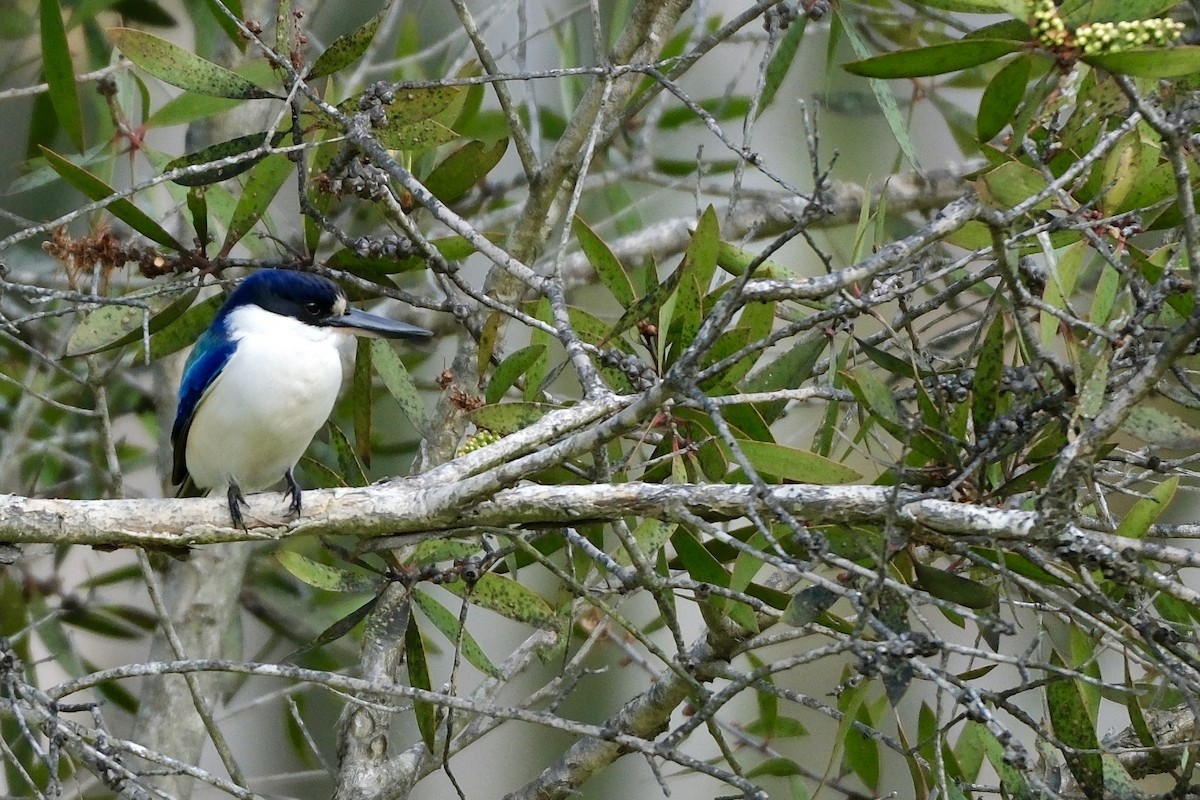 Forest Kingfisher - Adrian Brooks