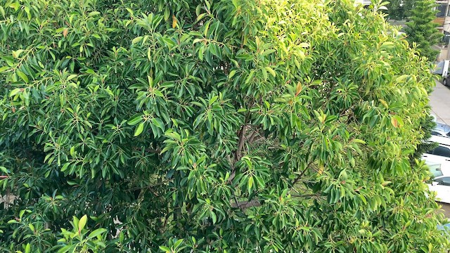 Green-backed Firecrown - ML581014721