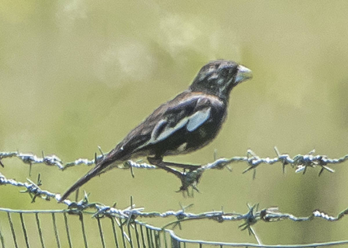 Lark Bunting - ML58101701