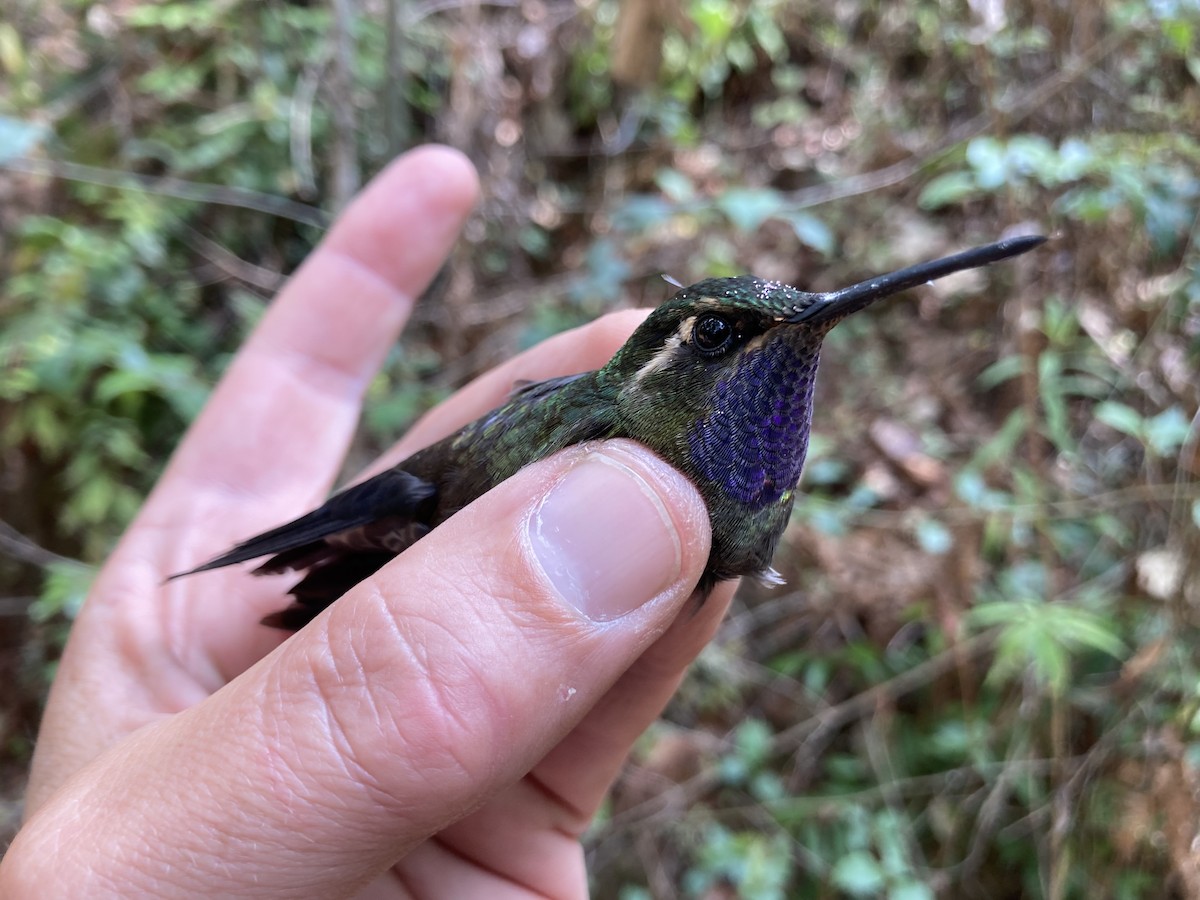 kolibřík ametystohrdlý (ssp. margaritae) - ML581017171