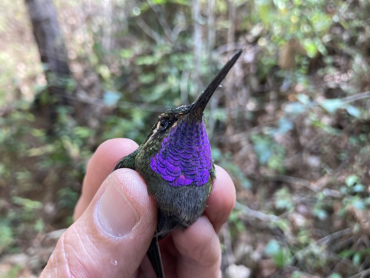 Amethyst-throated Mountain-gem (Violet-throated) - ML581017181