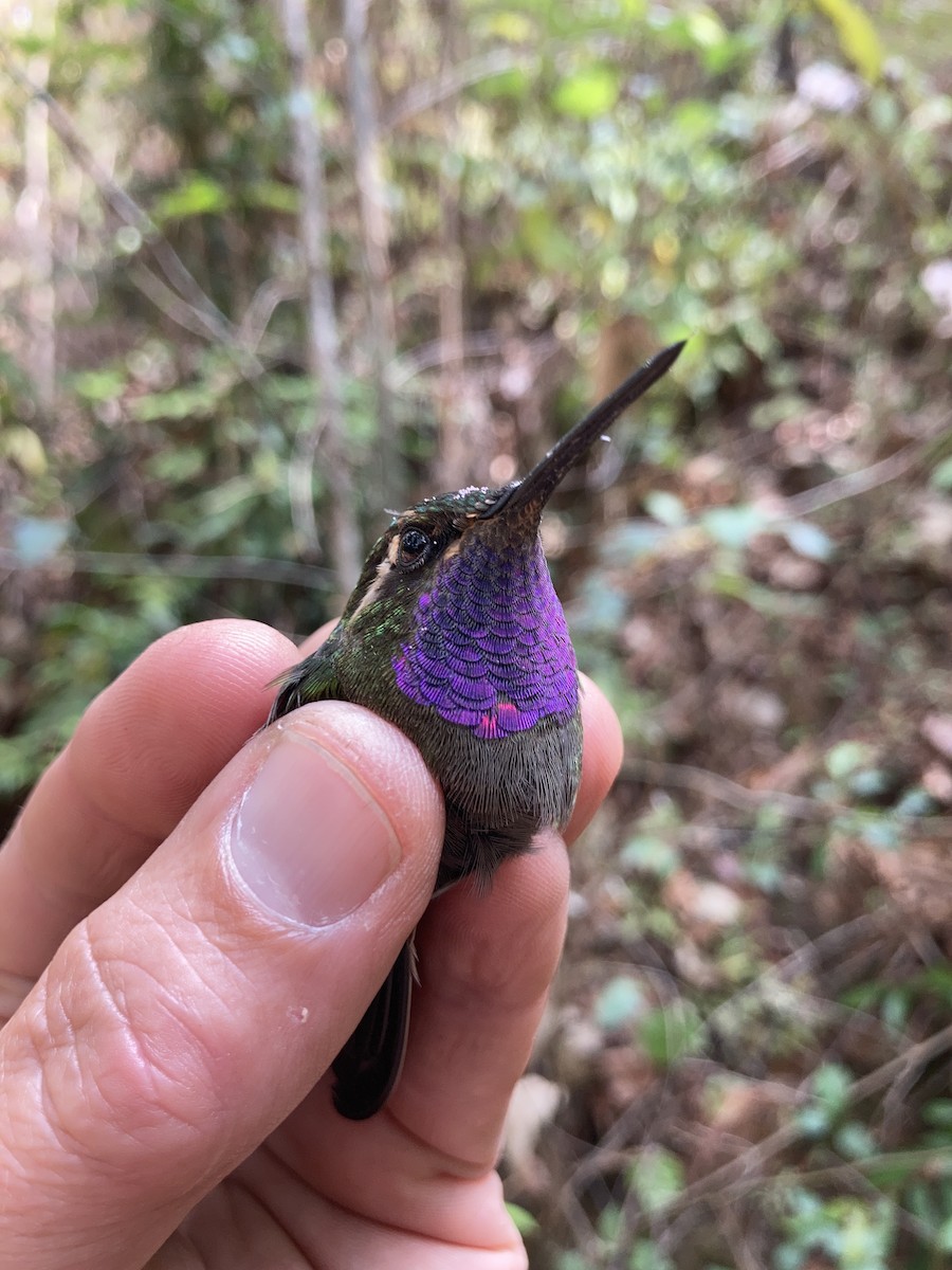 Amethyst-throated Mountain-gem (Violet-throated) - ML581017191