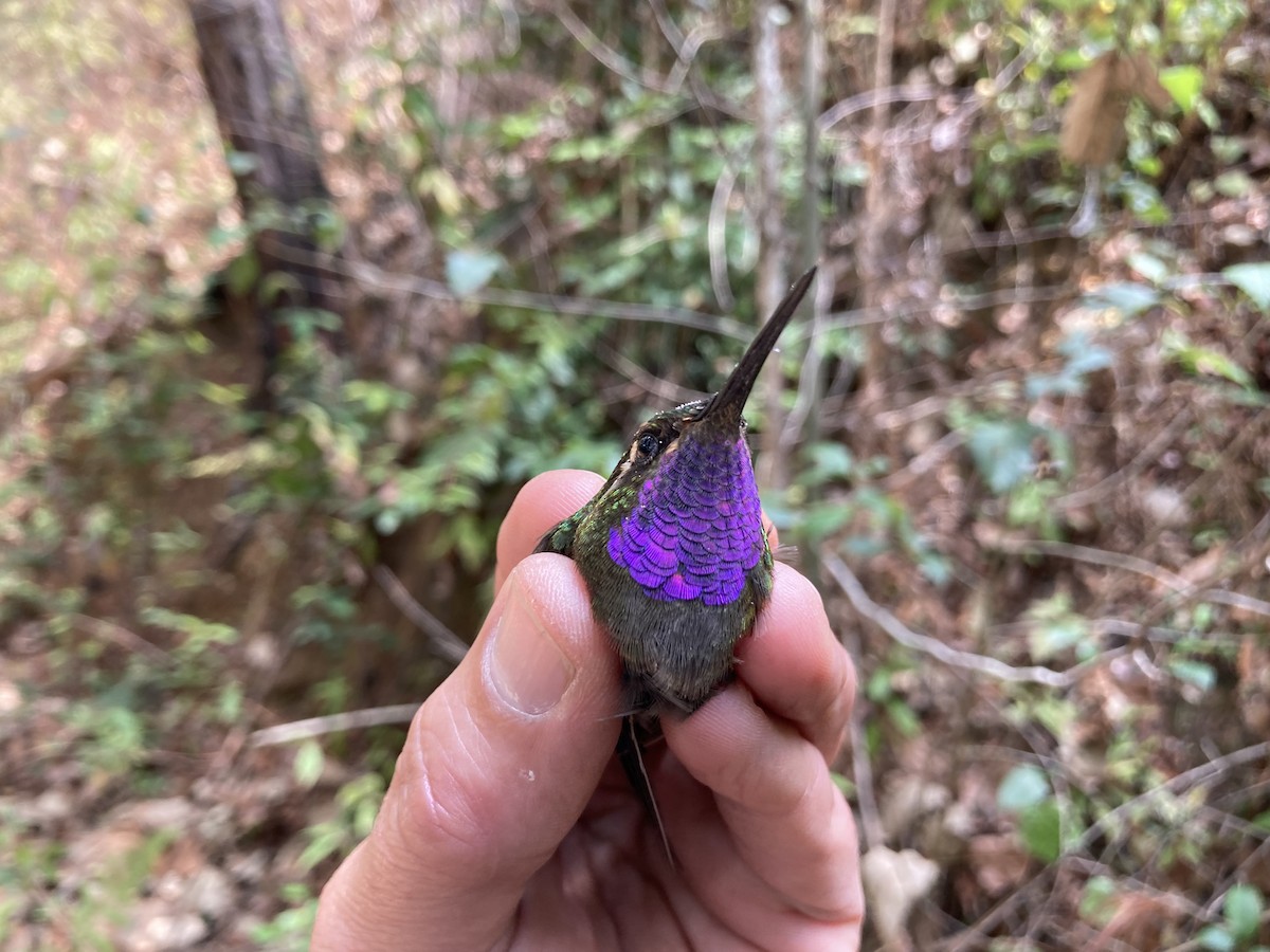 kolibřík ametystohrdlý (ssp. margaritae) - ML581017201
