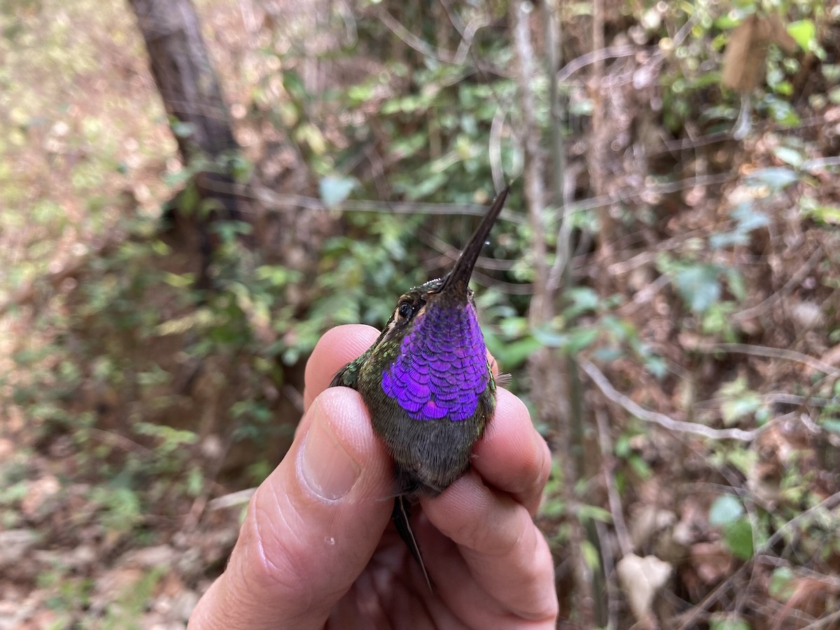 Amethyst-throated Mountain-gem (Violet-throated) - ML581017231