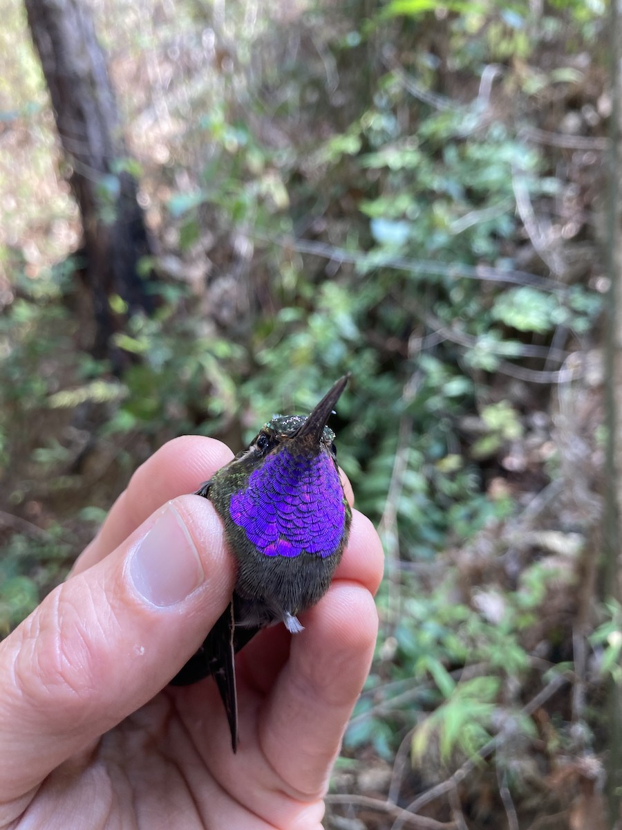 kolibřík ametystohrdlý (ssp. margaritae) - ML581017241