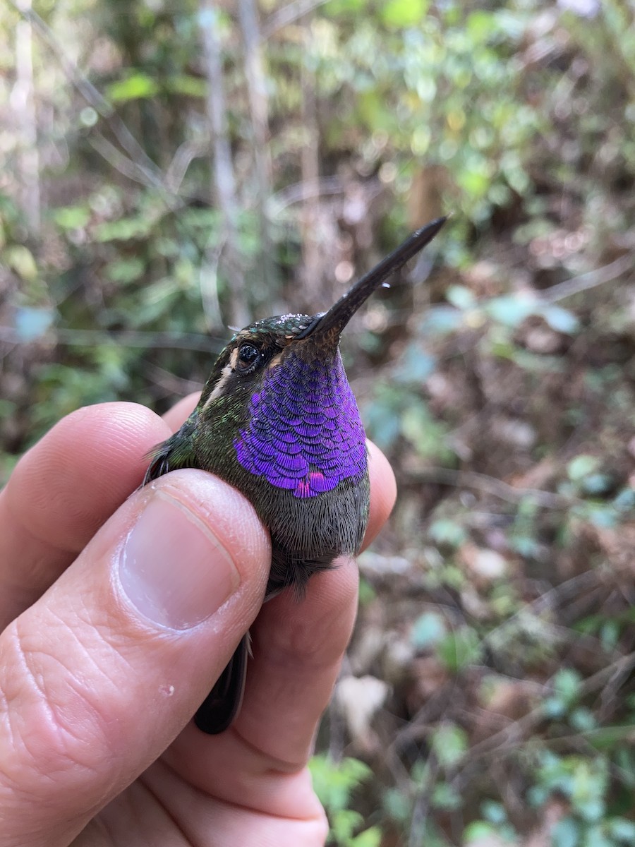 kolibřík ametystohrdlý (ssp. margaritae) - ML581017251