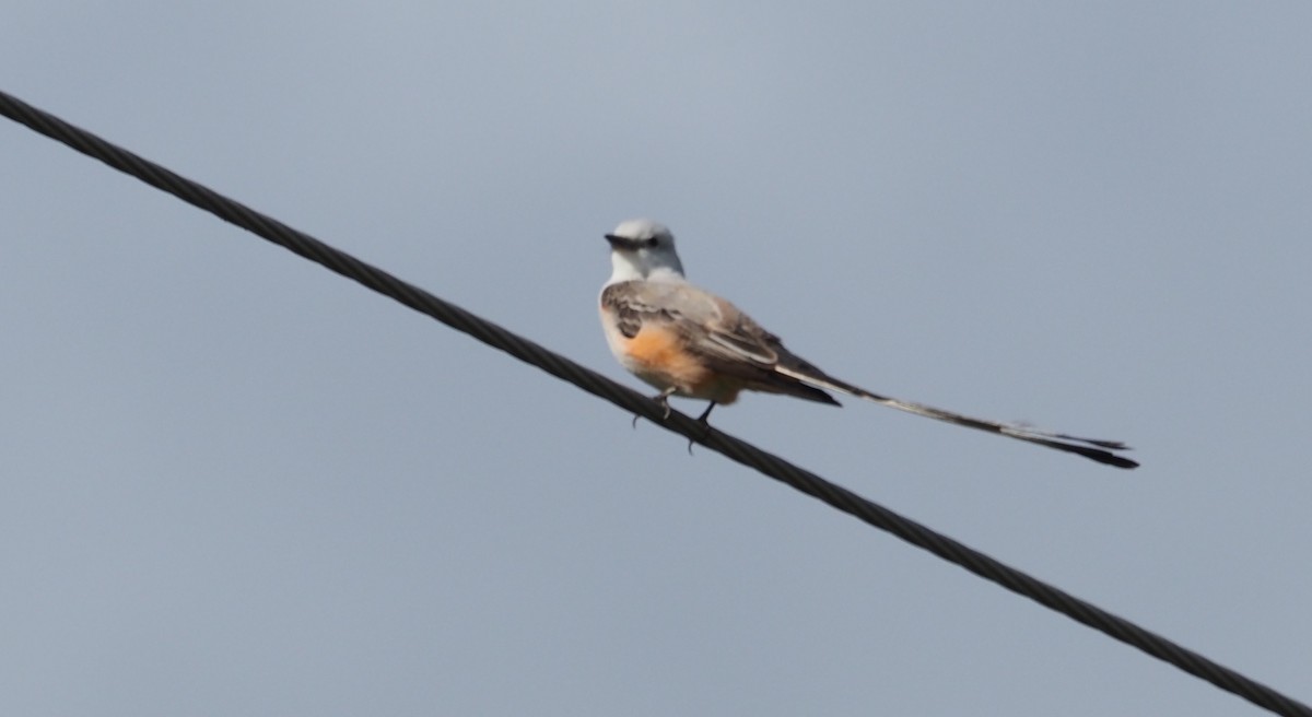 Scissor-tailed Flycatcher - ML581017491