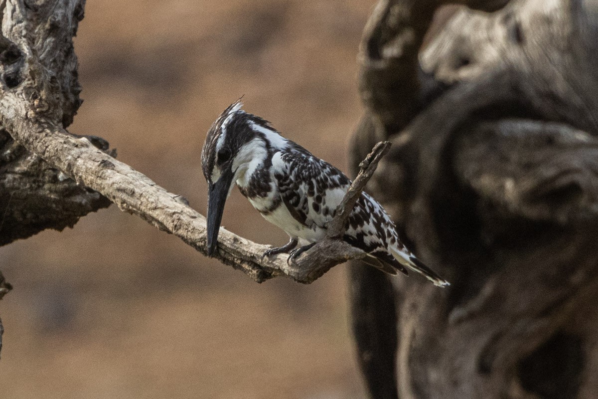 Pied Kingfisher - ML581018301