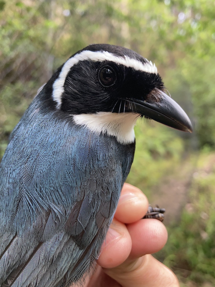 White-throated Jay - ML581018341