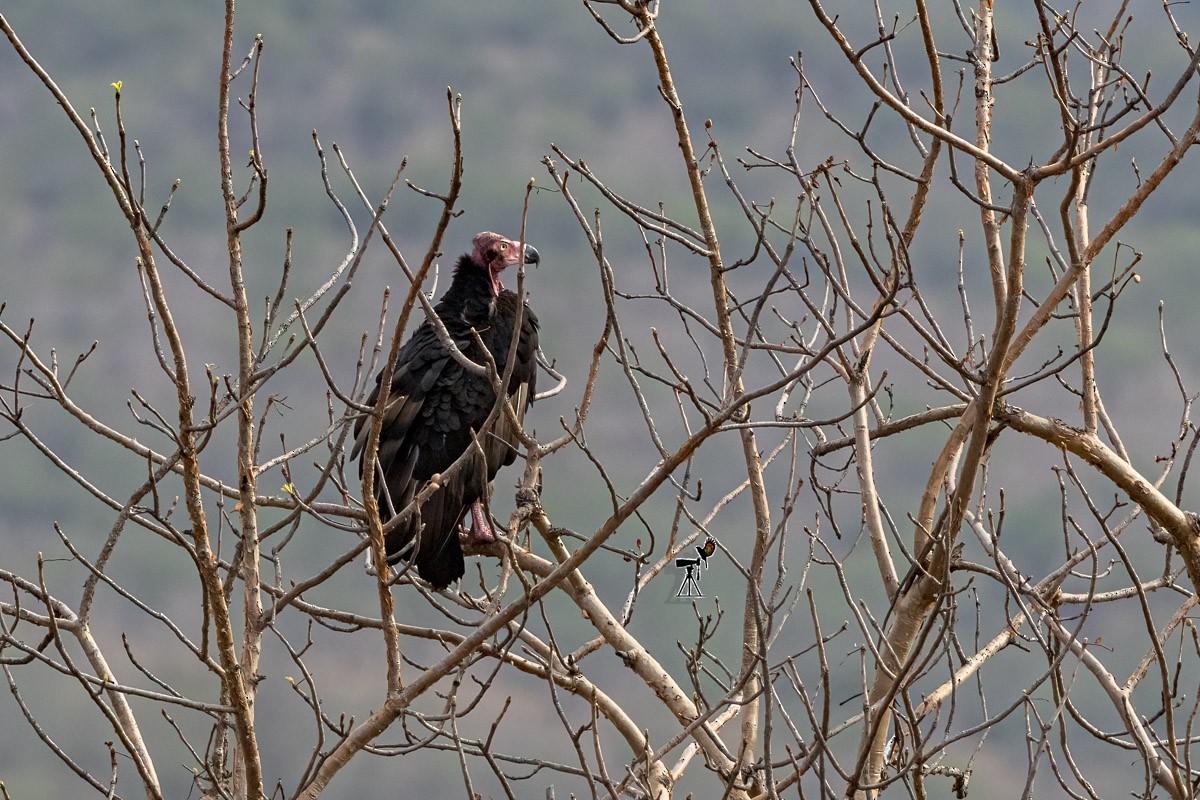 Red-headed Vulture - ML581018381