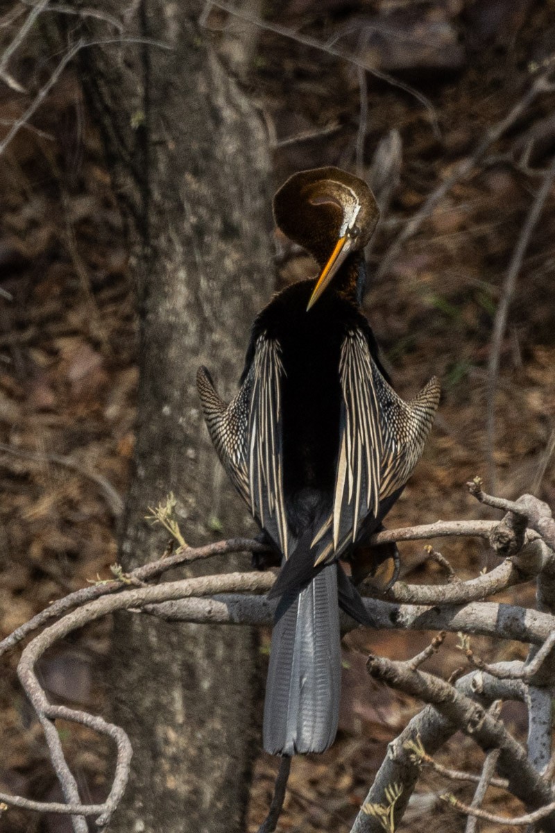 anhinga indomalajská - ML581018611