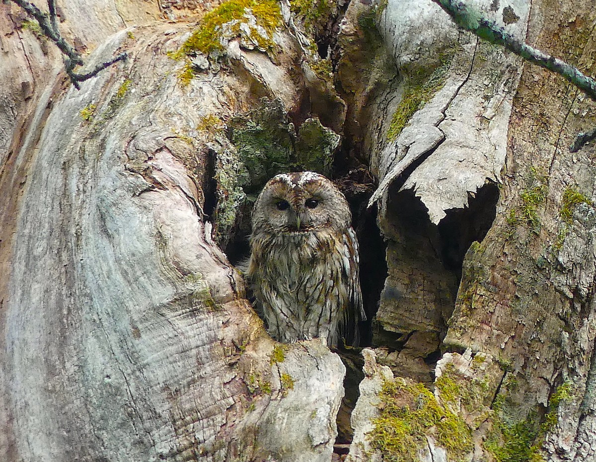 Tawny Owl - ML581022381