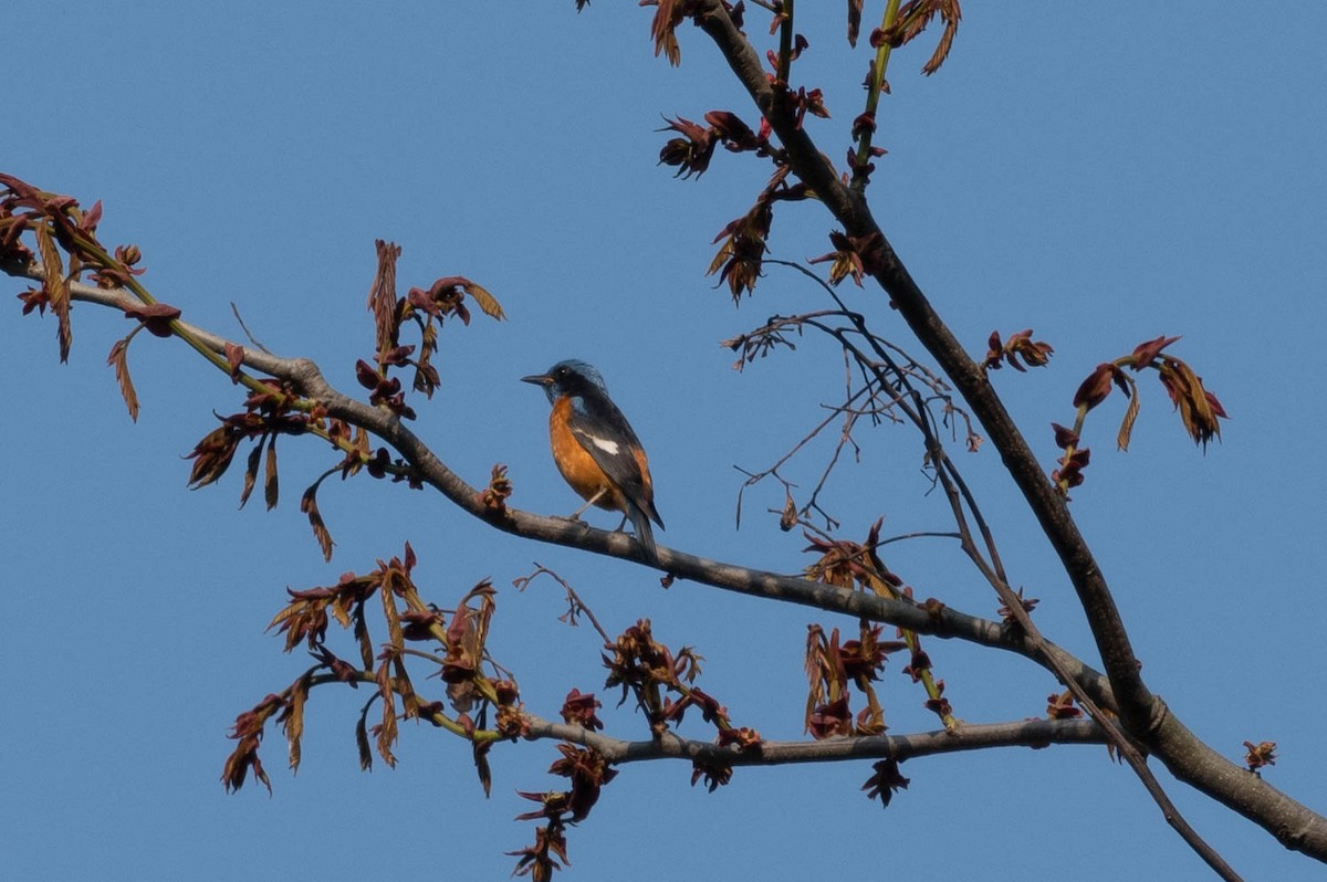 Blue-capped Rock-Thrush - ML581022961