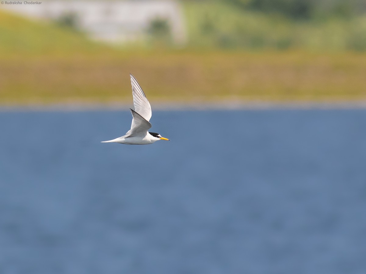 Little Tern - ML581023761