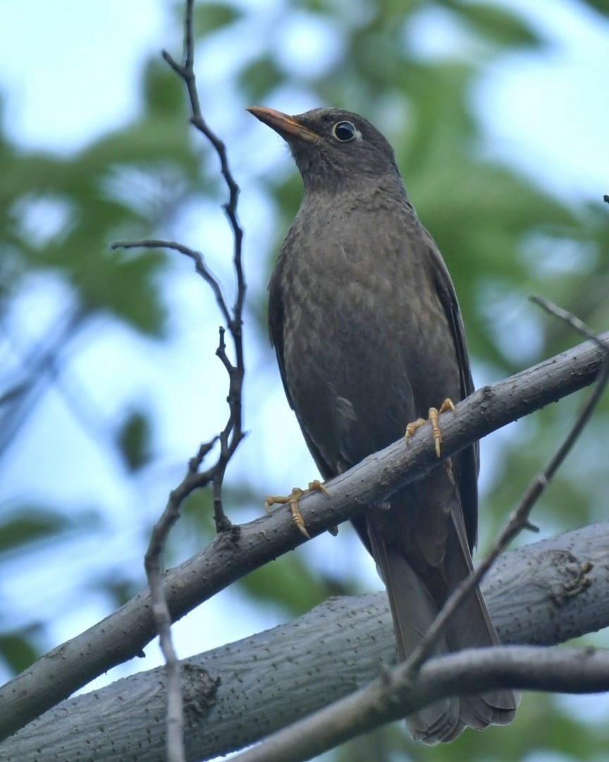 Gray-winged Blackbird - Ellen Kalmthout