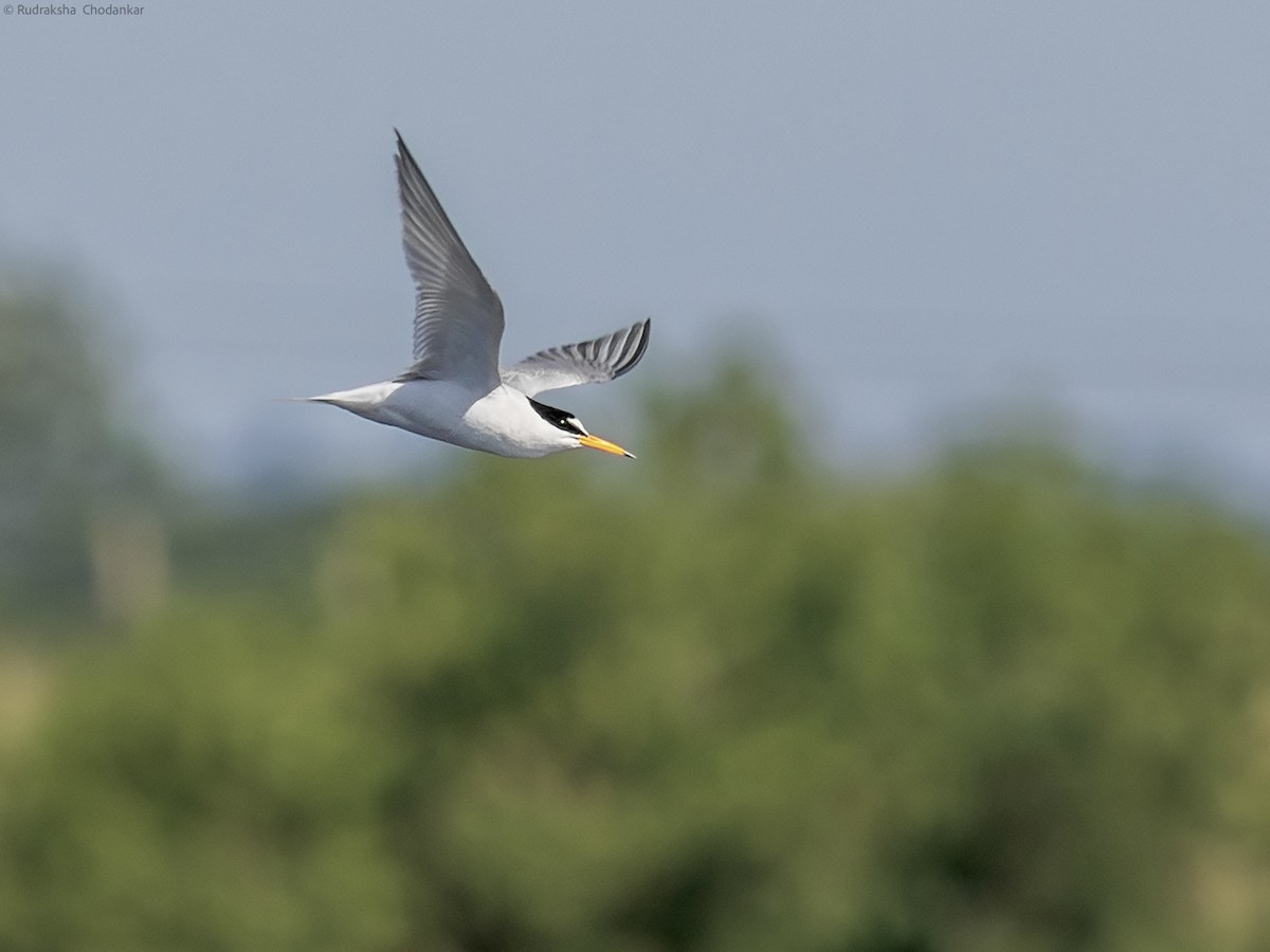 Little Tern - ML581023871