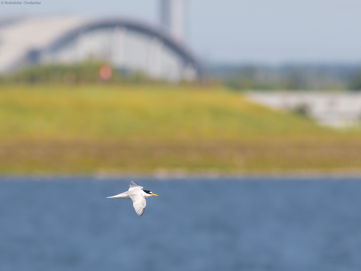 Little Tern - ML581024021