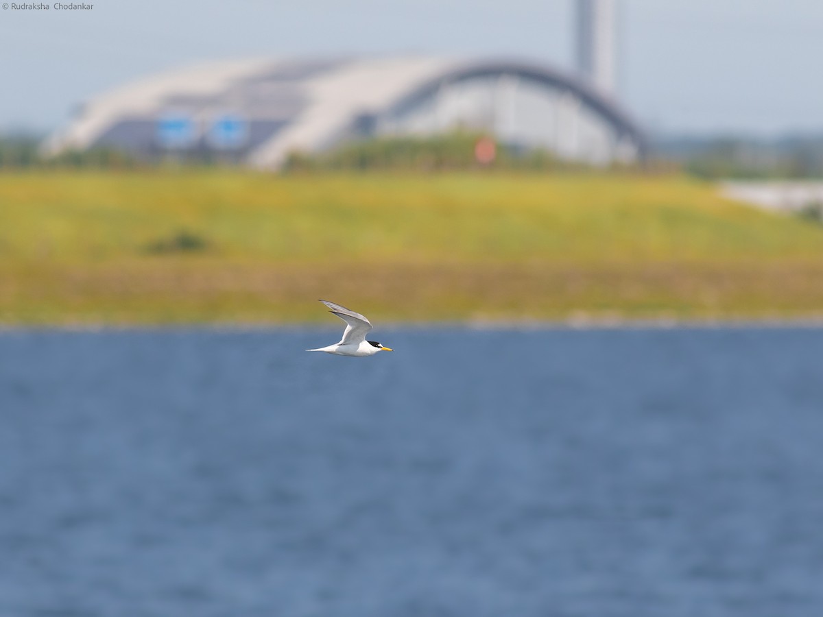 Little Tern - ML581024031