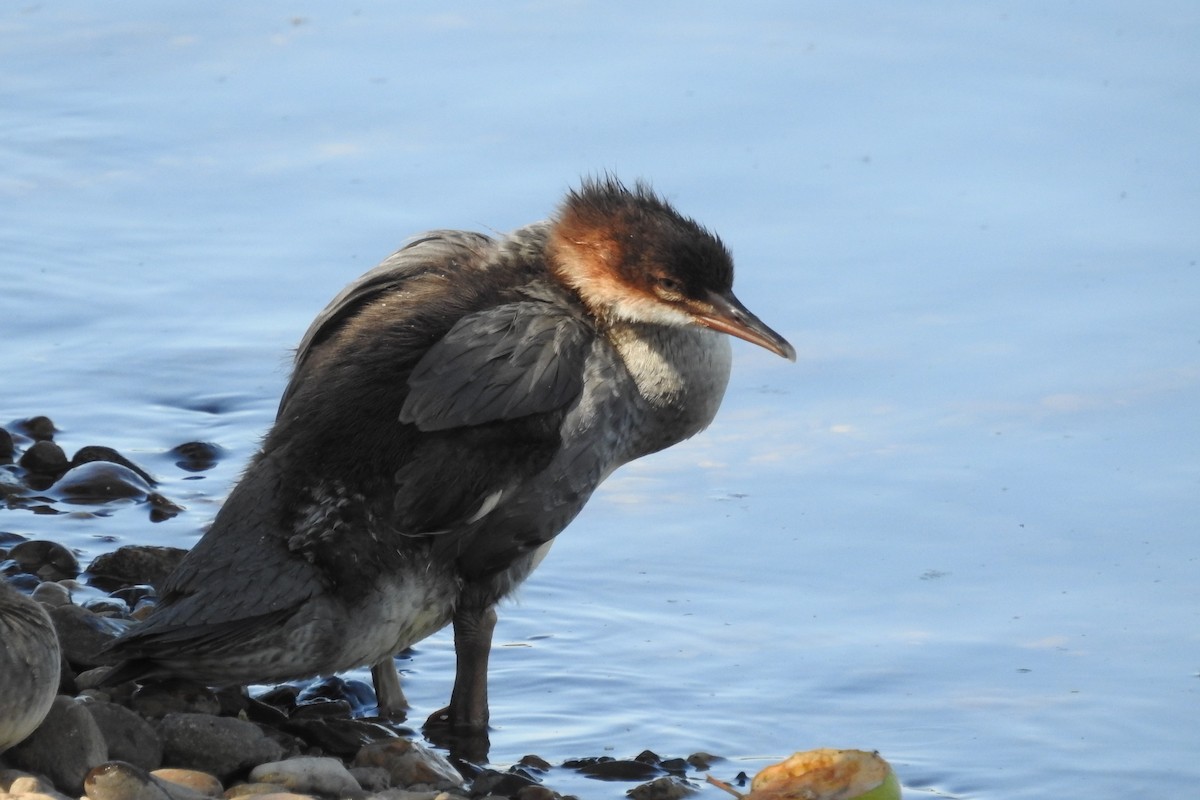 Common Merganser - ML581024201