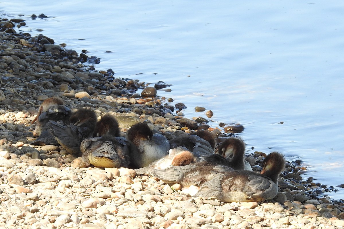 Common Merganser - ML581024221