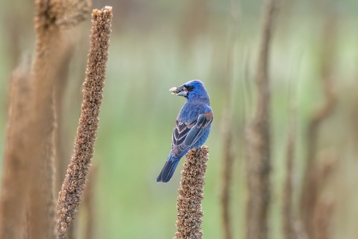 Blue Grosbeak - Cody Limber