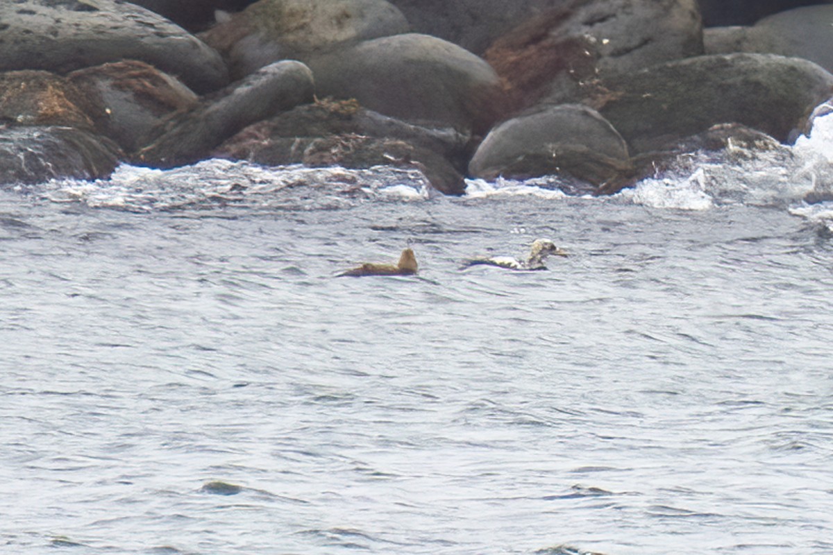 Spectacled Eider - ML581024511