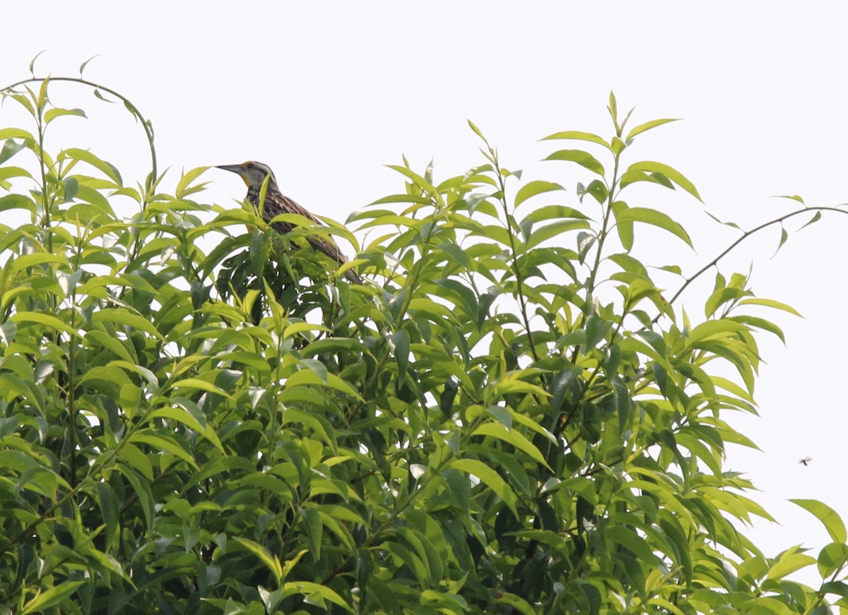 Eastern Meadowlark - Ian Stewart