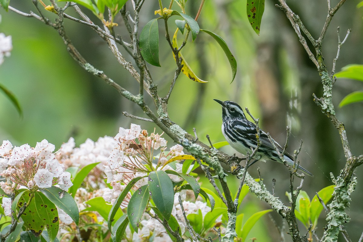 Black-and-white Warbler - ML581026341