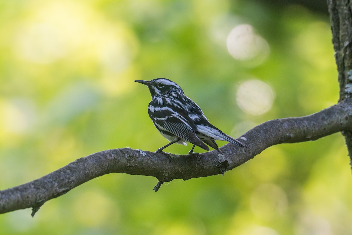 Black-and-white Warbler - ML581026351