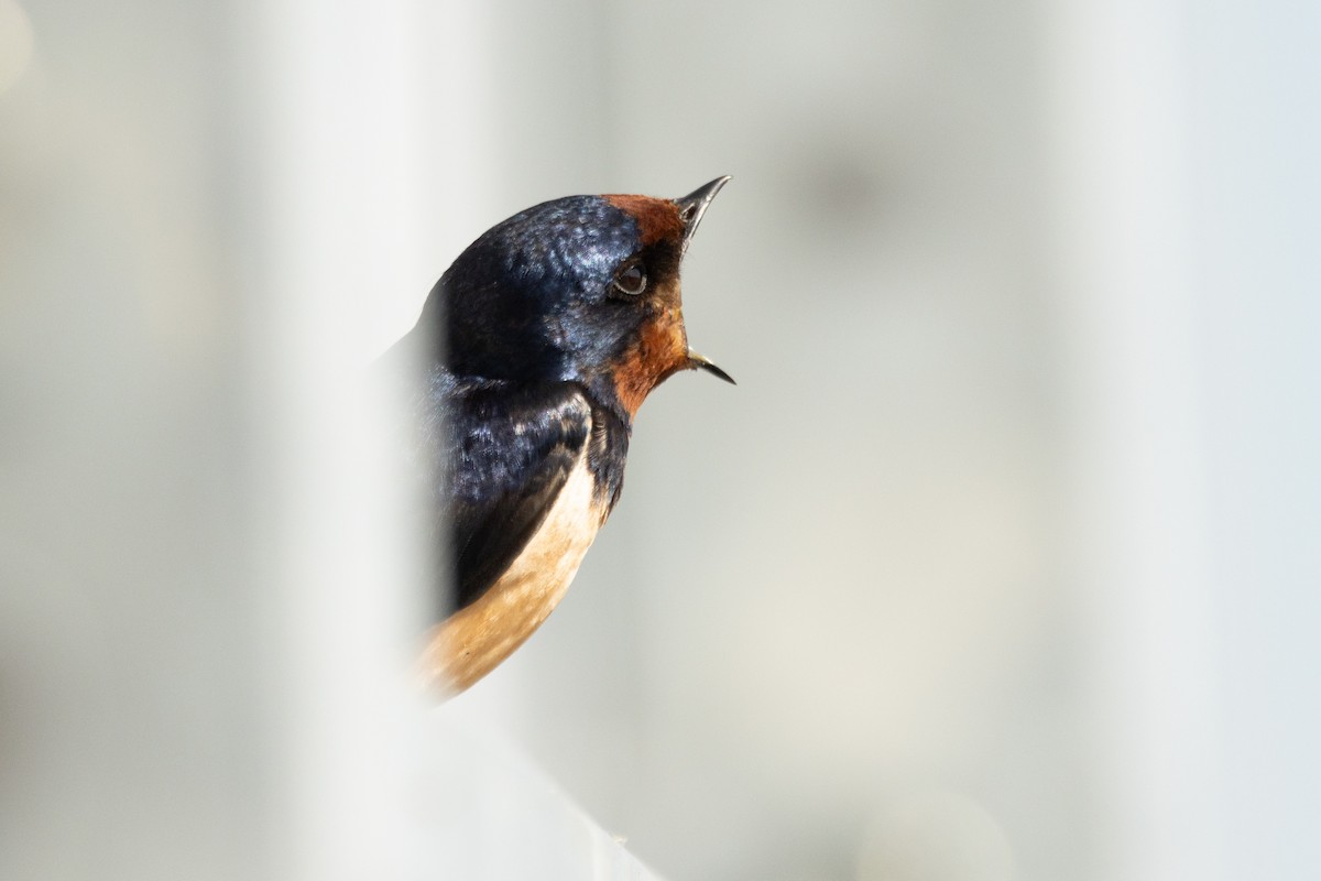 Barn Swallow - Letty Roedolf Groenenboom