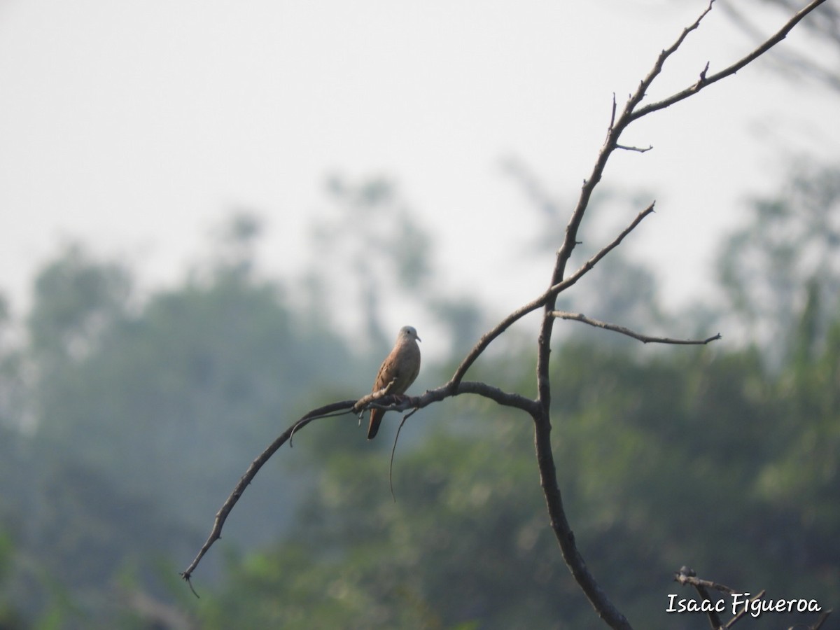 Ruddy Ground Dove - ML581027791