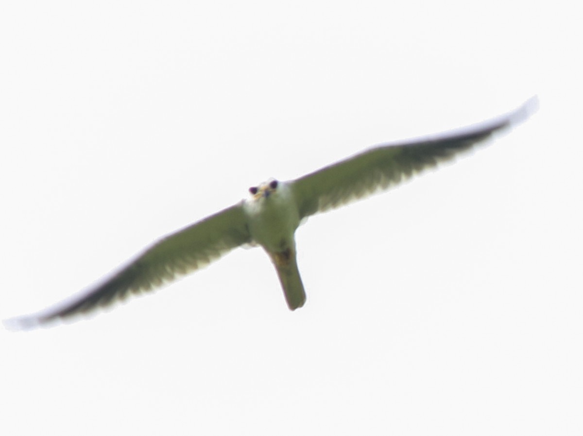 White-tailed Kite - ML58102811