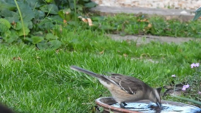 マミジロマネシツグミ - ML581028311