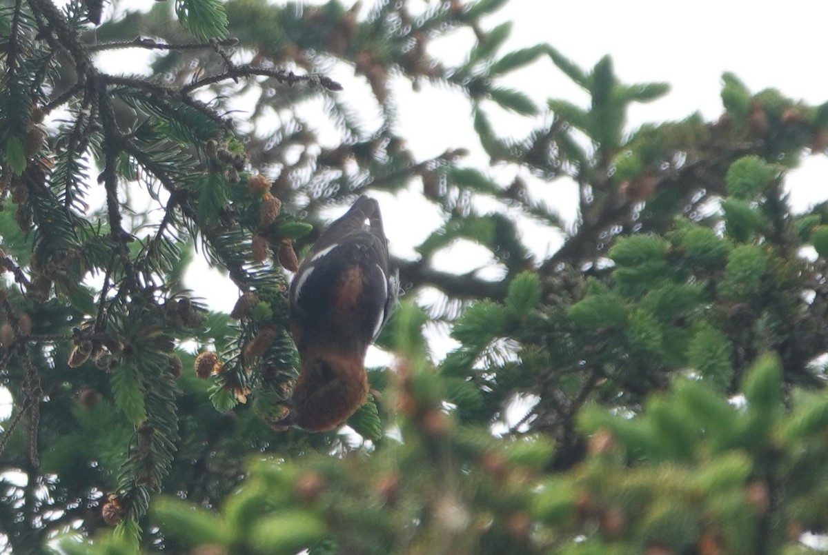 White-winged Crossbill - ML581028461