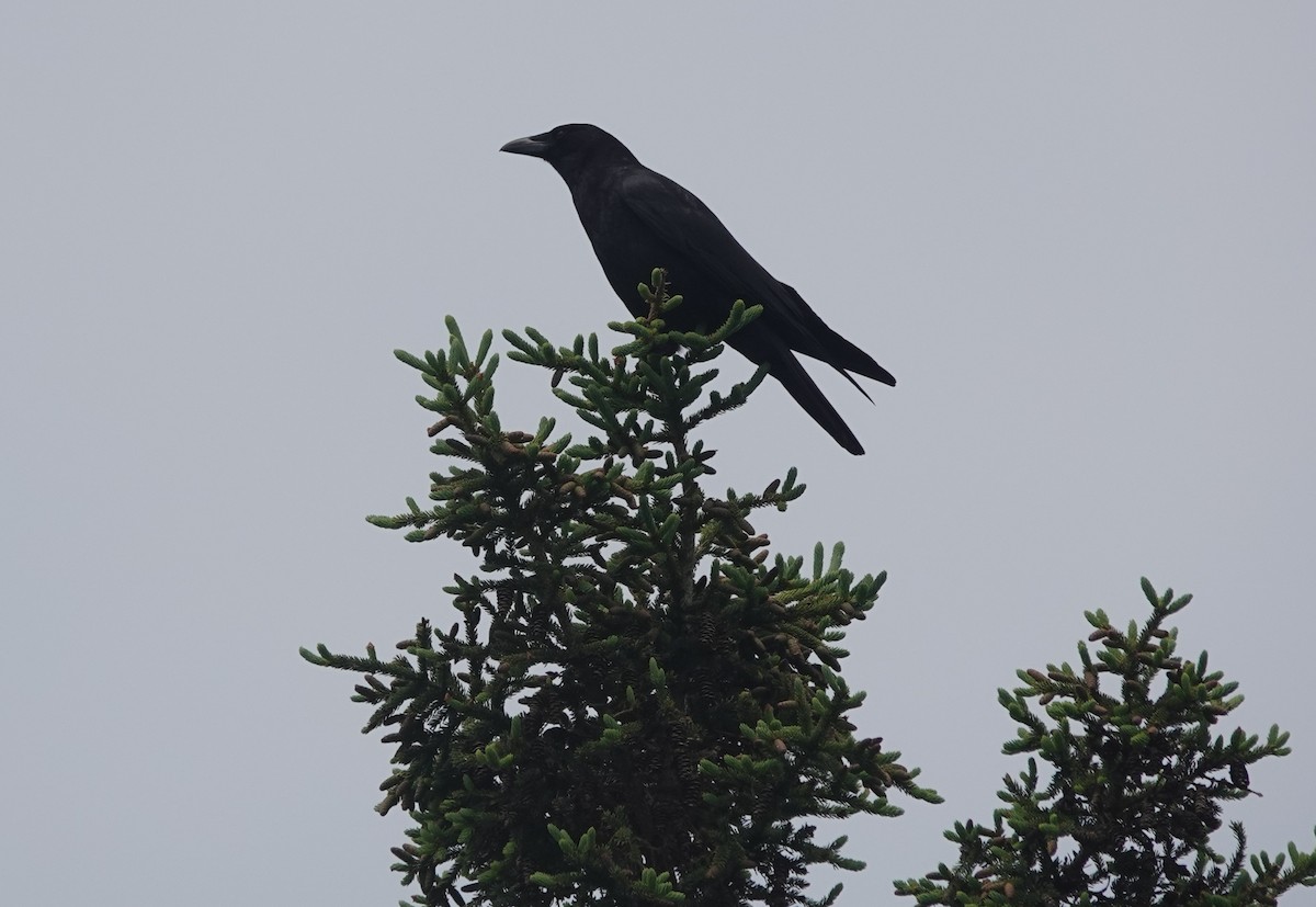 American Crow - Lisa Morehouse