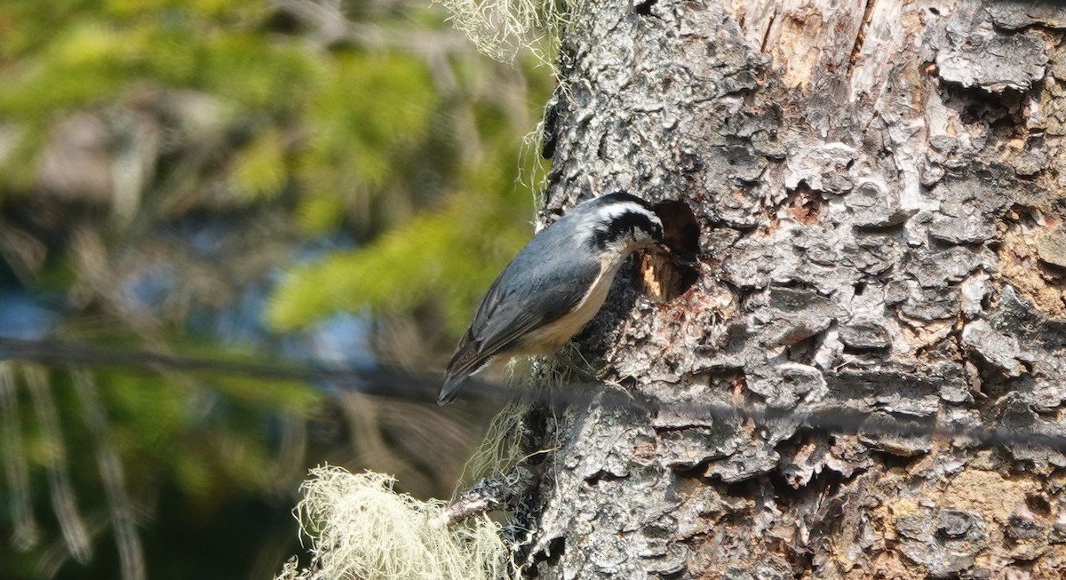 Red-breasted Nuthatch - ML581028931