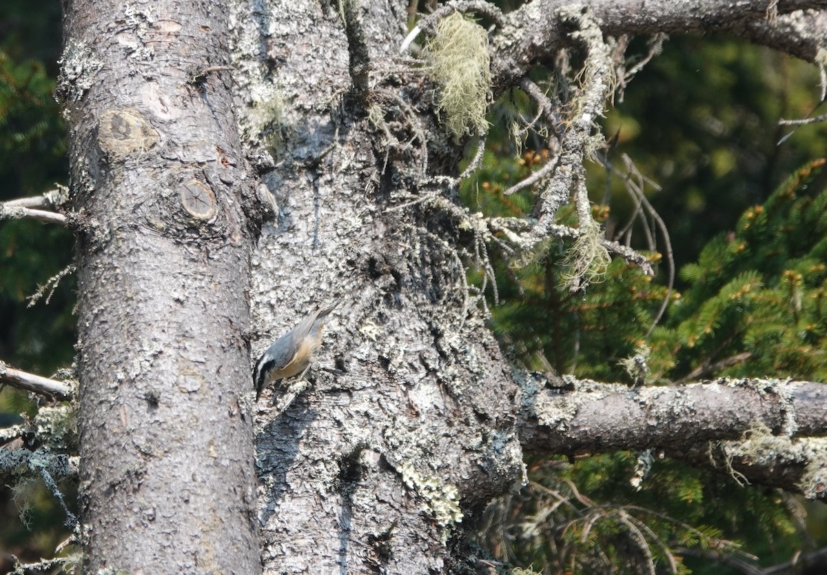 Red-breasted Nuthatch - ML581028941