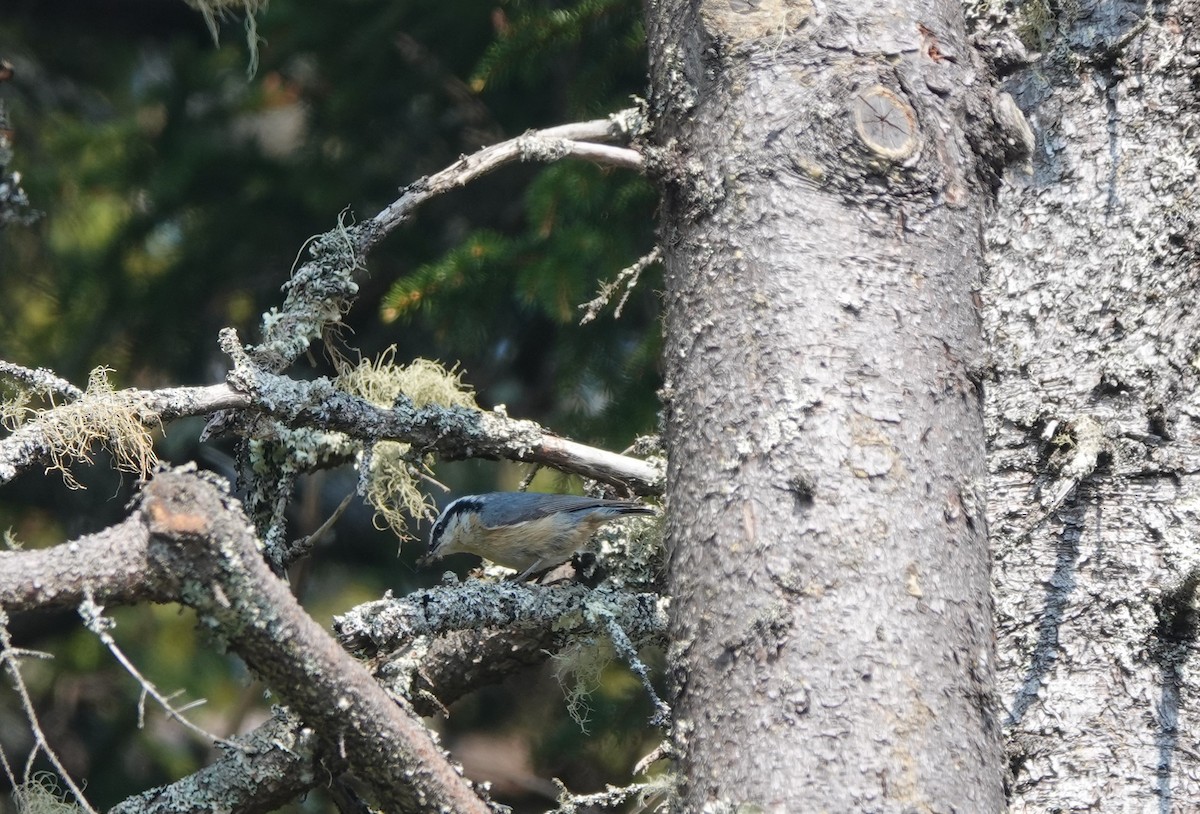 Red-breasted Nuthatch - ML581028951