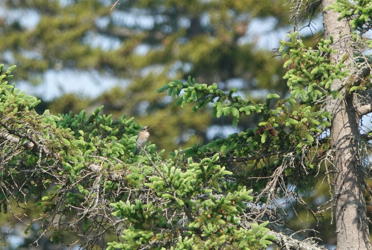 Eastern Bluebird - ML581029061